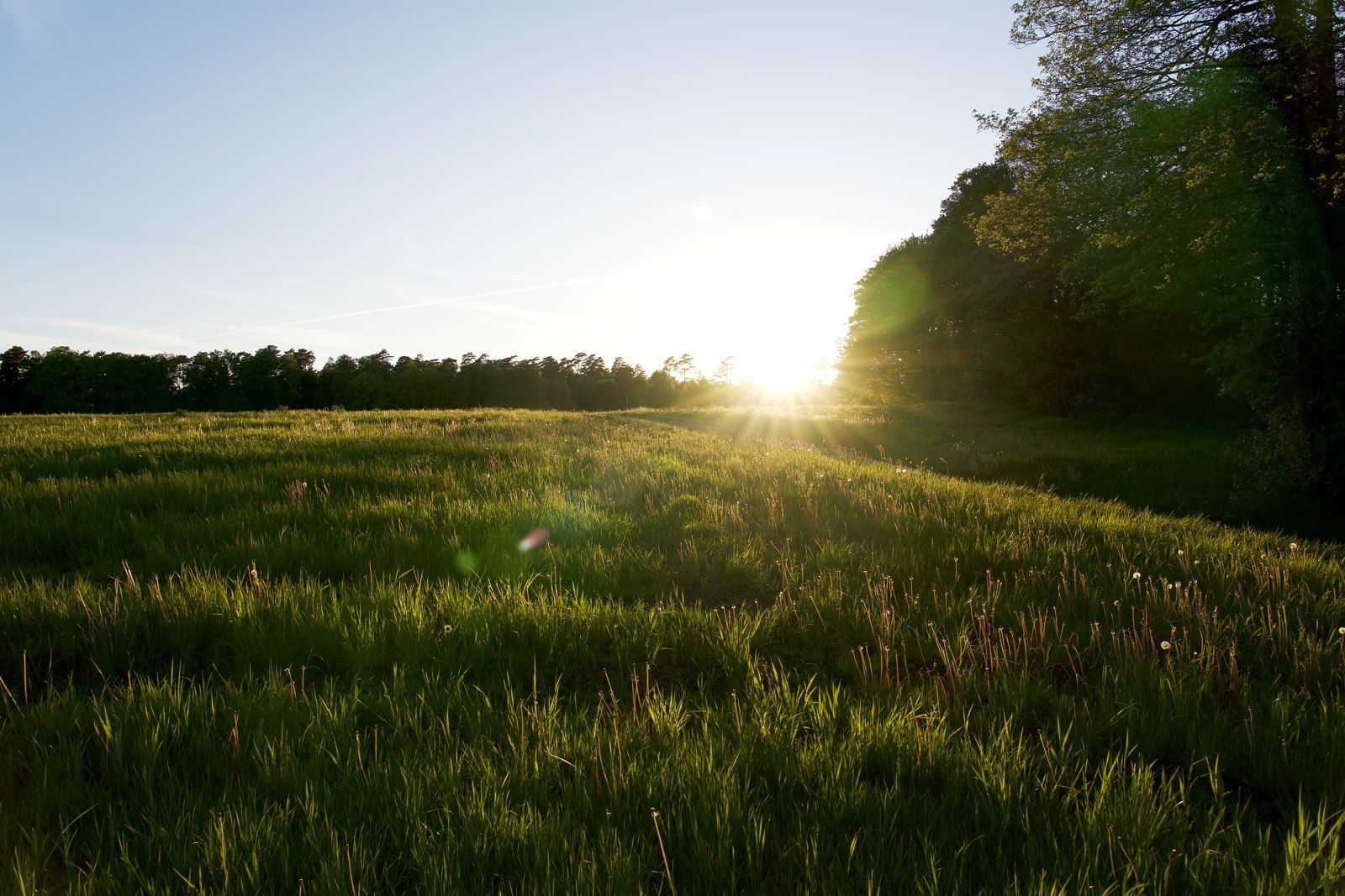 Solstrålar över ängen i solnedgången